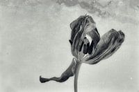 Tulp 3/4 vierluik