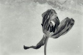 Tulp 3/4 vierluik van Beitske Kempenaar