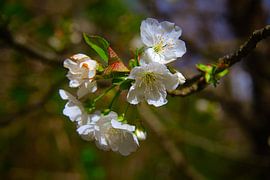 Cherry blossom by Images from a hillside in Umbria