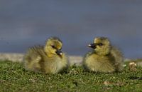 Goslings