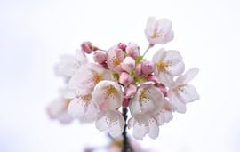 White cherry blossom in close up by Merel Pape Photography