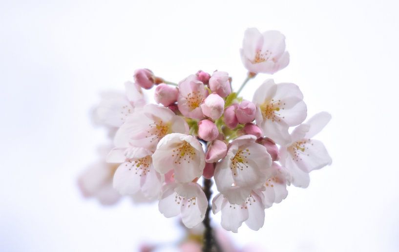 White cherry blossom in close up by Merel Pape Photography