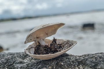 Openstaande Schelp van Melvin Fotografie