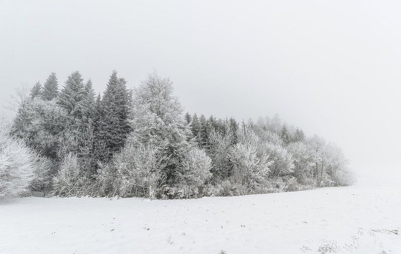 Winter trees surrounded by snow by Gea Gaetani d'Aragona