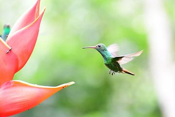 Vliegende Kolibri in Costa Rica van Mirjam Welleweerd