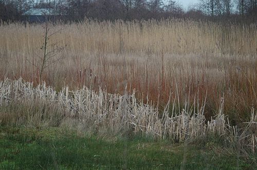 Reeds