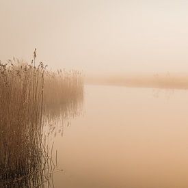 Mistige ochtend in de polder van Marcel Koomen