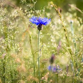 Bleuet sur Isa Dolk