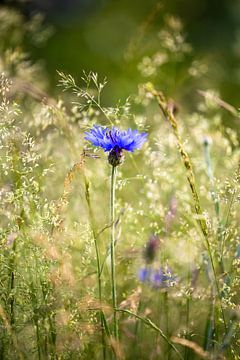 Kornblume von Isa Dolk