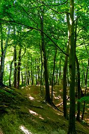 A beautiful forest by Ostsee Bilder