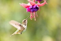 Scintillant Hummingbird met Fuchsia bloem