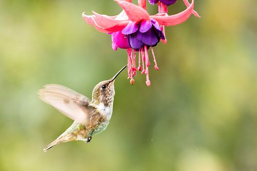 Scintillant Hummingbird met Fuchsia bloem