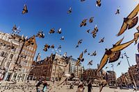 Tous les pigeons de la place du Dam à Amsterdam
