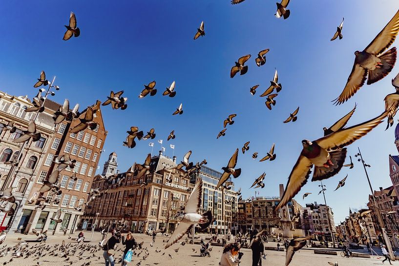 Tous les pigeons de la place du Dam à Amsterdam par Mick de Jong