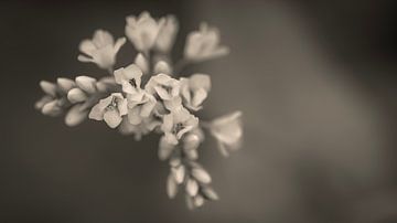 Buckwheat by Elke van Putten