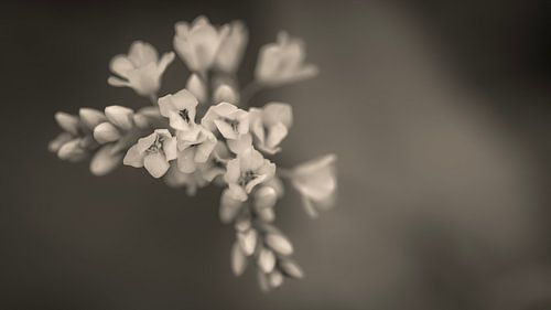 Buchweizen von Elke van Putten
