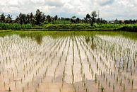Réflexion dans une rizière avec des nuages et des palmiers à Bali, en Indonésie. par Dieter Walther Aperçu