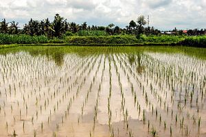 Spiegelung in Reisfeld mit Bewölkung und Palmen auf Bali Indonesien