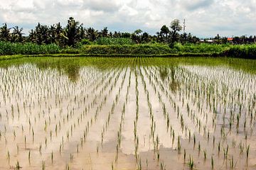 Spiegelung in Reisfeld mit Bewölkung und Palmen auf Bali Indonesien von Dieter Walther