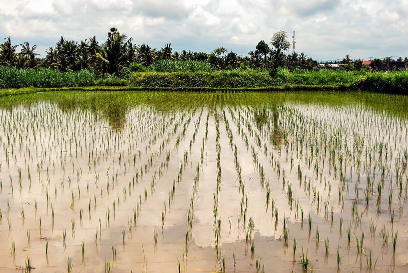 Réflexion dans une rizière avec des nuages et des palmiers à Bali, en Indonésie. par Dieter Walther
