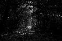 Spotlight im Wald
