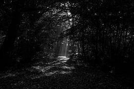 Spotlight im Wald von Jurjen Melinga