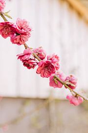 Fruit in bloom by Heleen Jacobse