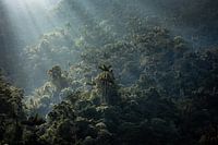 Lever de soleil sur la jungle de la Cité perdue en Colombie
