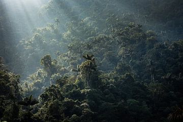 Sonnenaufgang über dem Dschungel der verlorenen Stadt in Kolumbien von Floris Heuer