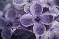 Violette Träume