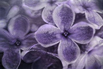 Violette dromen
