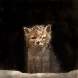 Red fox cub by Menno Schaefer