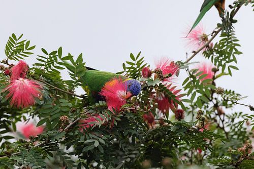 Regenbooglori (Trichoglossus moluccanus), Queensland, Australië