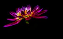 Dahlia avec une belle lumière sur Eline Bouwman