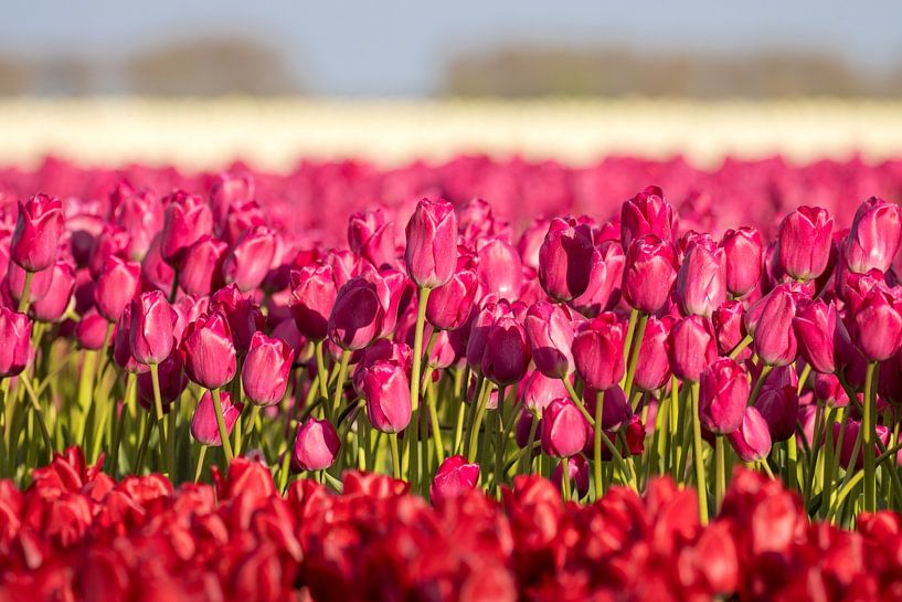 Tulipfield by Goffe Jensma