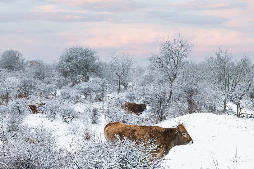 Wild cattle in snowy landscape by Paula Romein