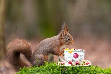 Squirrel by Rob Kempers