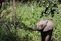 Cheerful baby elephant