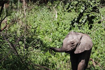 Vrolijke baby olifant van Niels pothof