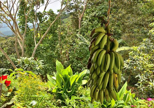 Bananen in de bergen bij Minca