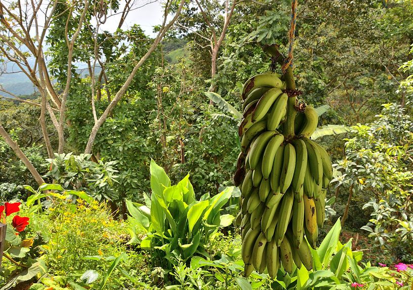 Bananas in the mountains near Minca by Karel Frielink