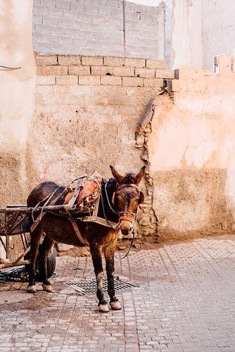 Marokkaanse Ezel in Marrakesh | Reisfotografie