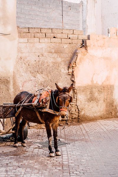 Marokkaanse Ezel in Marrakesh | Reisfotografie van Yaira Bernabela