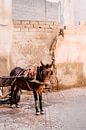 Marokkaanse Ezel in Marrakesh | Reisfotografie van Yaira Bernabela thumbnail