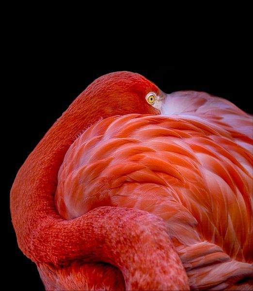 Flamingo by Chris Coenders