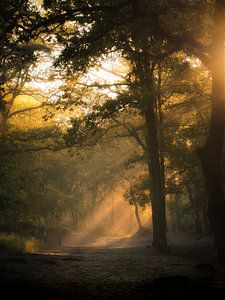 Brouillard dans la forêt