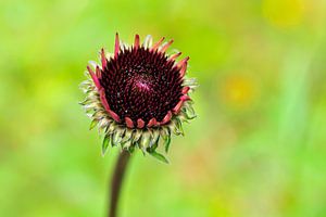 Echinacea purpurea oder Roter Sonnenhut
