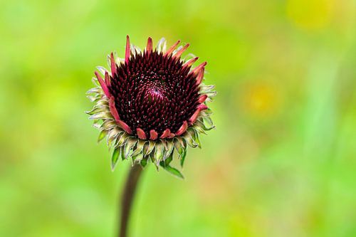 Echinacea purpurea or Red sun hat