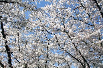 Witte Japanse Kersenbloesems van Dian Poppen