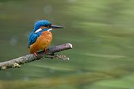 Common Kingfisher sitting on a branch overlooking a small pond. by Sjoerd van der Wal Photography thumbnail